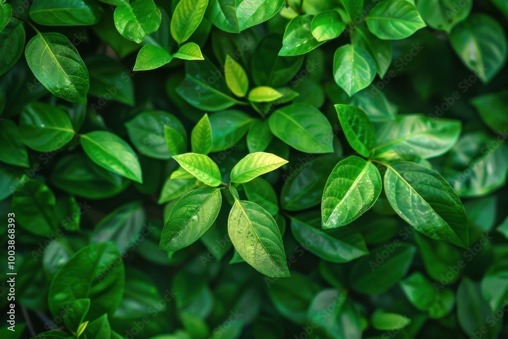 Close-Up of Green Leaves with Water Droplets, Symbolizing Freshness, Nature, and Pure Beauty Close-Up of Green Leaves with Water Droplets, Symbolizing Freshness, Nature, and Pure Beauty