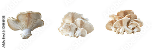  Set of different type of Mushrooms , Isolated on white