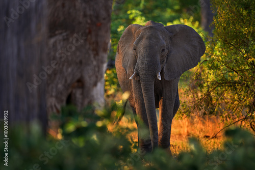 Elephant sunset. Elephant feeding tree branch. Khwai river forest with elephants, Botswana. Elephant in Africa. Big animal in the old forest. evening light, sun set. Magic wildlife scene in. Dark day photo