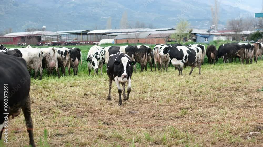 A Calf's Journey Begins: Compassion and Care in Every Step A Calf's Journey Begins: Compassion and Care in Every Step