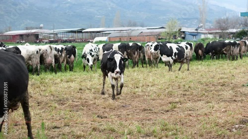A Calf's Journey Begins: Compassion and Care in Every Step photo