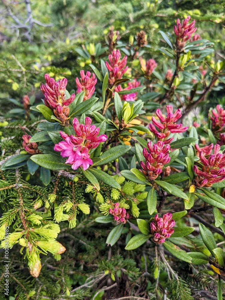 Vibrant Pink Flowers Are Blooming Beautifully Amidst Lush, Green Foliage, Creating a Stunning Natural Scene Vibrant Pink Flowers Are Blooming Beautifully Amidst Lush, Green Foliage, Creating a Stunning Natural Scene