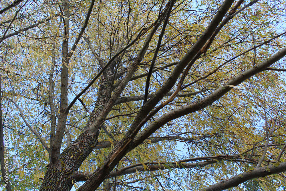 Obraz premium branches against blue sky
