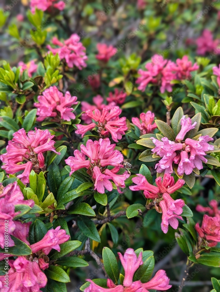 The Vibrant Pink Azaleas are beautifully Blooming in a Spring Garden, showcasing natures colorful array The Vibrant Pink Azaleas are beautifully Blooming in a Spring Garden, showcasing natures colorful array