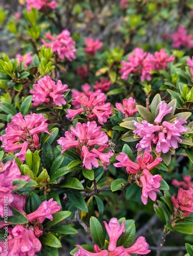 The Vibrant Pink Azaleas are beautifully Blooming in a Spring Garden, showcasing natures colorful array