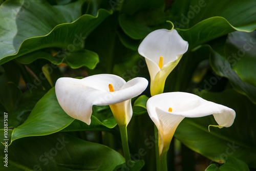 Glorious white Giant Calla Lily flowers in the garden. Beautiful natural background photo