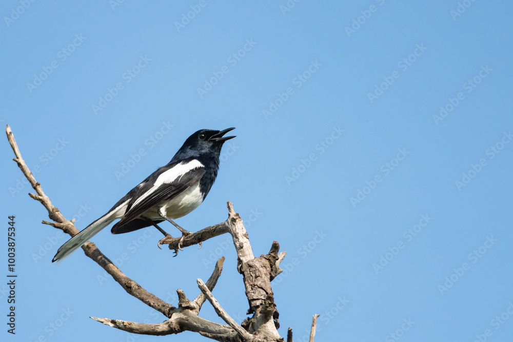 Oriental magpie robin bird