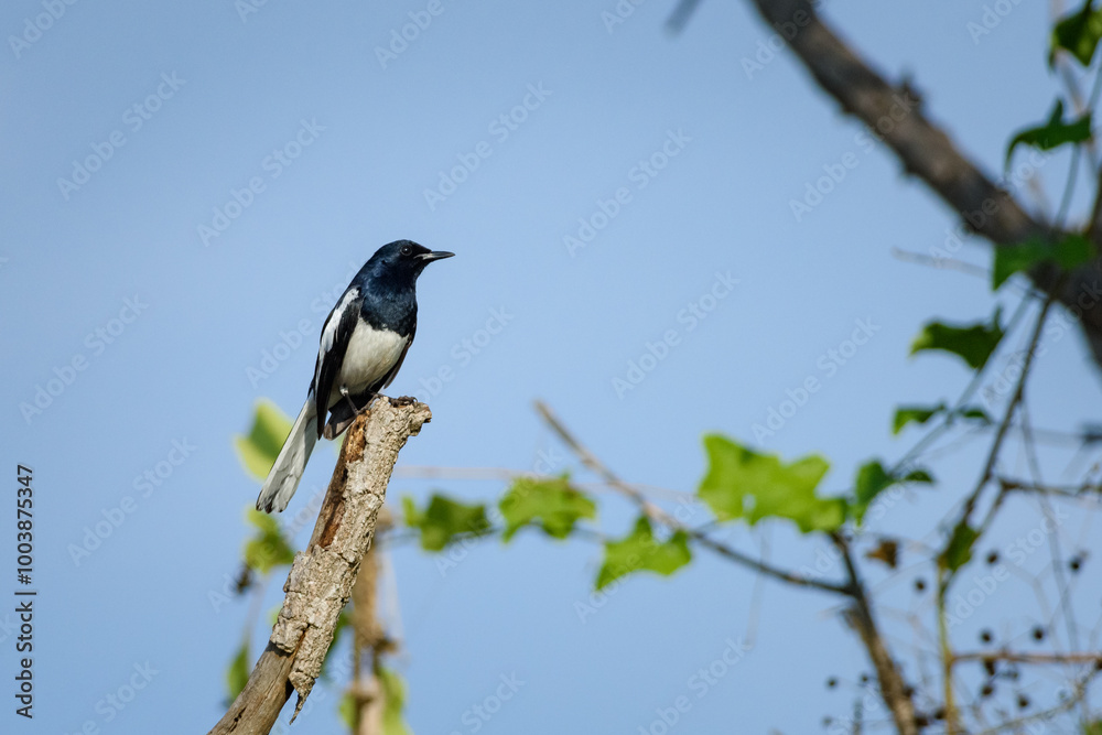 Oriental magpie robin bird