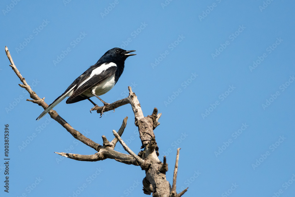 Oriental magpie robin bird
