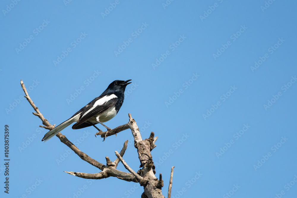 Oriental magpie robin bird