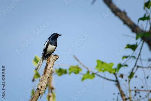 Obraz na płótnie Oriental magpie robin bird w salonie