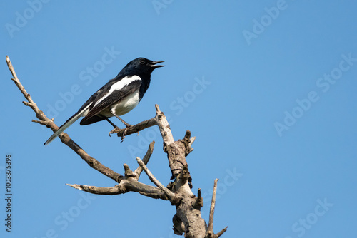 Obraz na płótnie Oriental magpie robin bird w salonie
