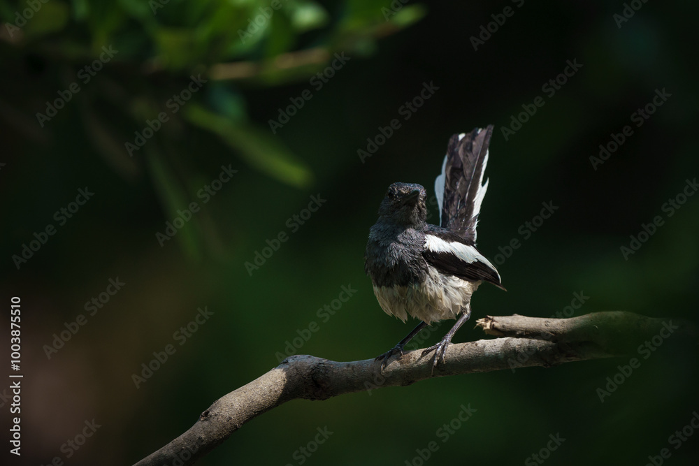 Oriental magpie robin, Copsychus saularis