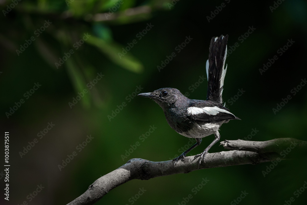 Oriental magpie robin, Copsychus saularis
