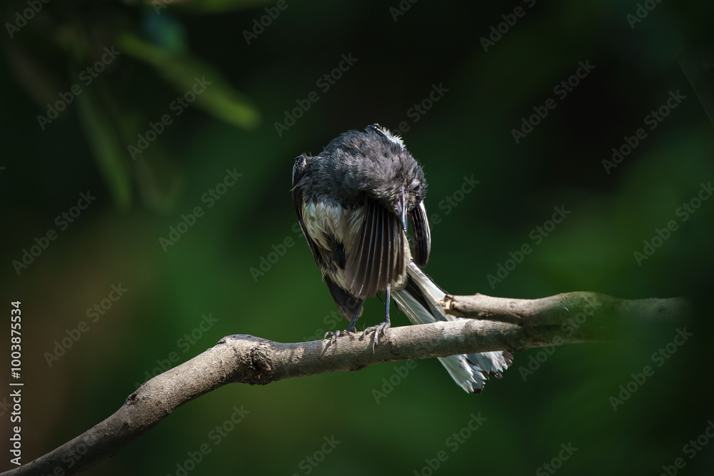 Oriental magpie robin, Copsychus saularis