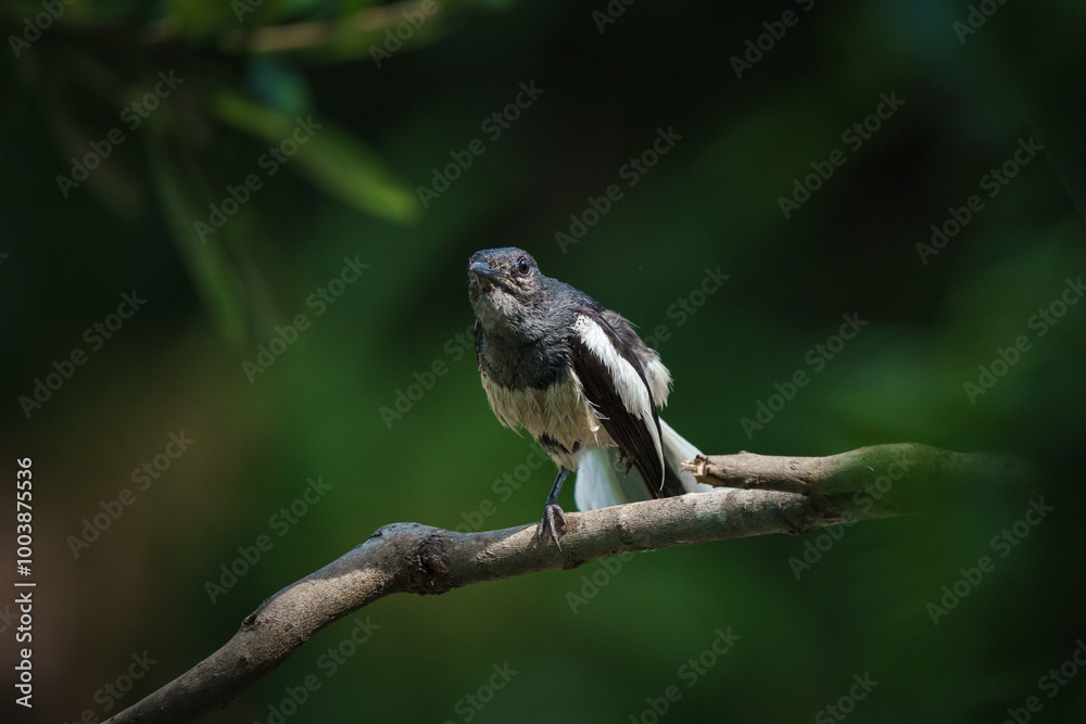Oriental magpie robin, Copsychus saularis