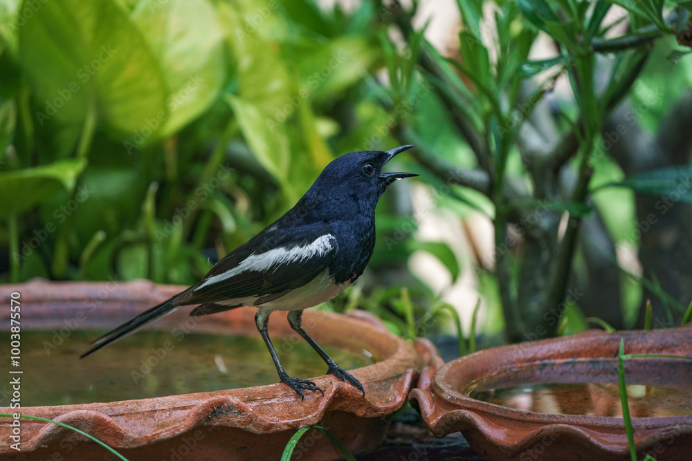 Oriental magpie robin bird