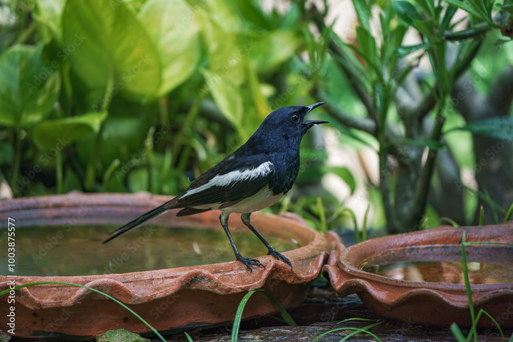 Oriental magpie robin bird