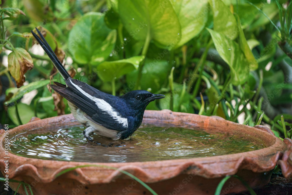 Oriental magpie robin bird