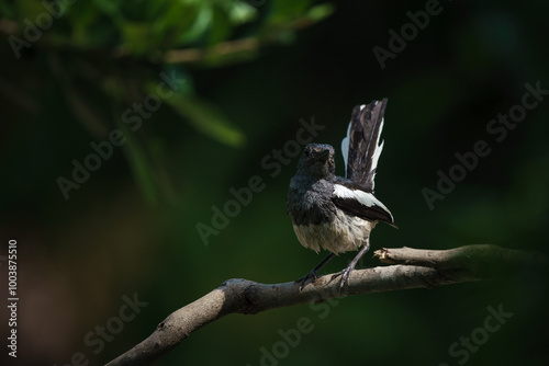 Obraz na płótnie Oriental magpie robin, Copsychus saularis w salonie
