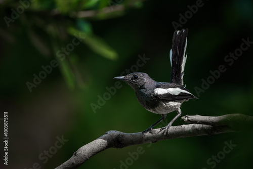 Obraz na płótnie Oriental magpie robin, Copsychus saularis w salonie