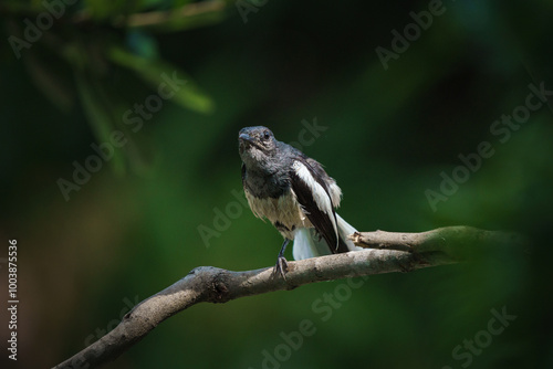 Obraz na płótnie Oriental magpie robin, Copsychus saularis w salonie