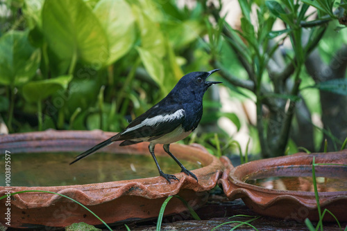 Obraz na płótnie Oriental magpie robin bird w salonie