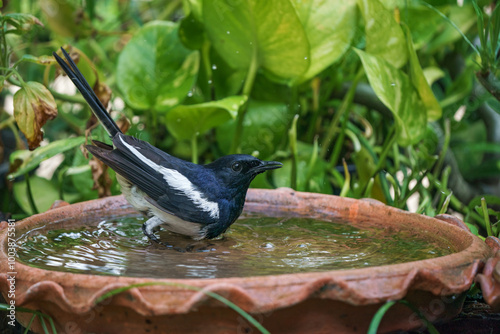 Oriental magpie robin bird photo