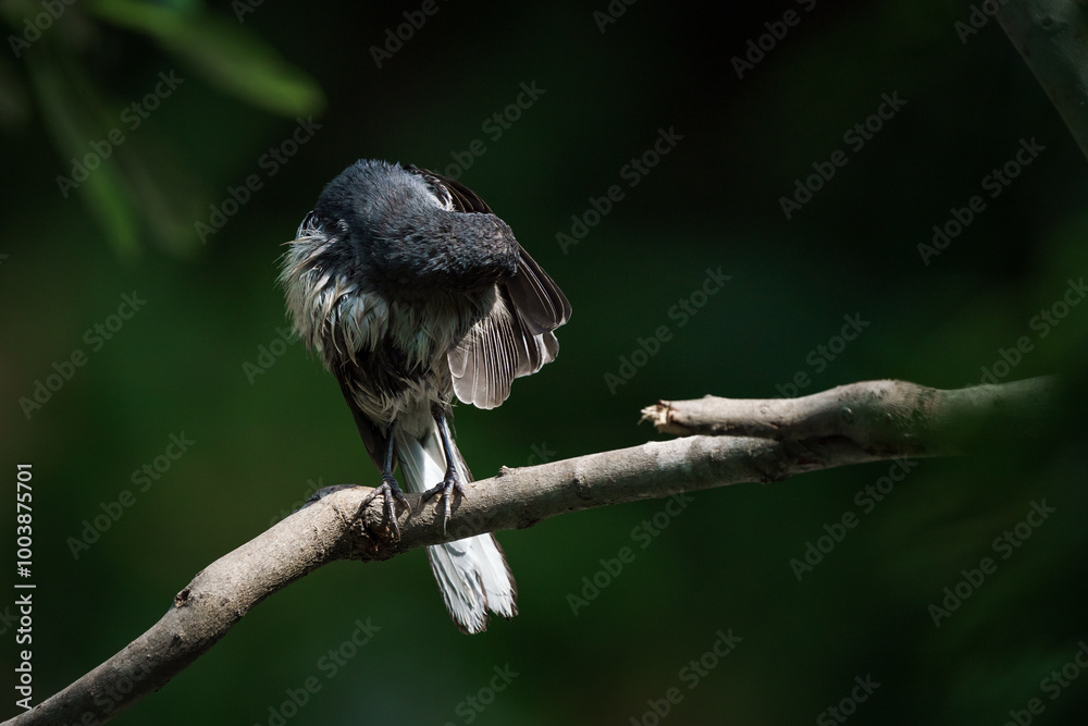 Oriental magpie robin, Copsychus saularis