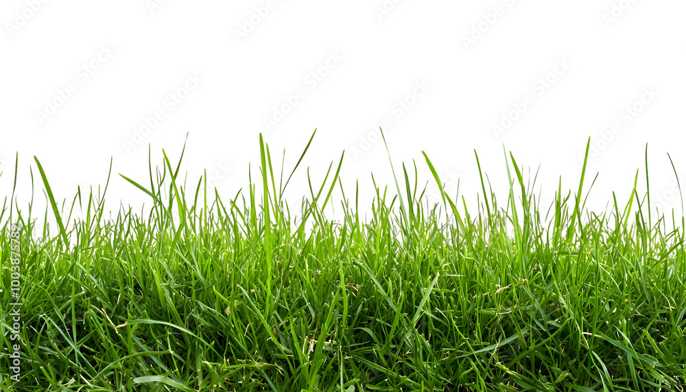 Green grass isolated on white or transparent background Green grass isolated on white or transparent background