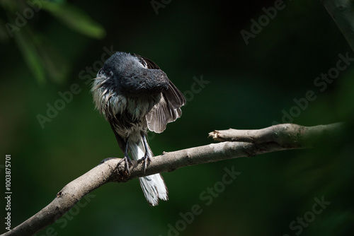 Obraz na płótnie Oriental magpie robin, Copsychus saularis w salonie