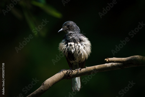 Obraz na płótnie Oriental magpie robin, Copsychus saularis w salonie
