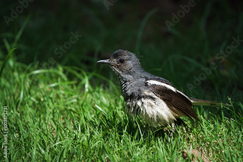 Oriental magpie robin bird photo