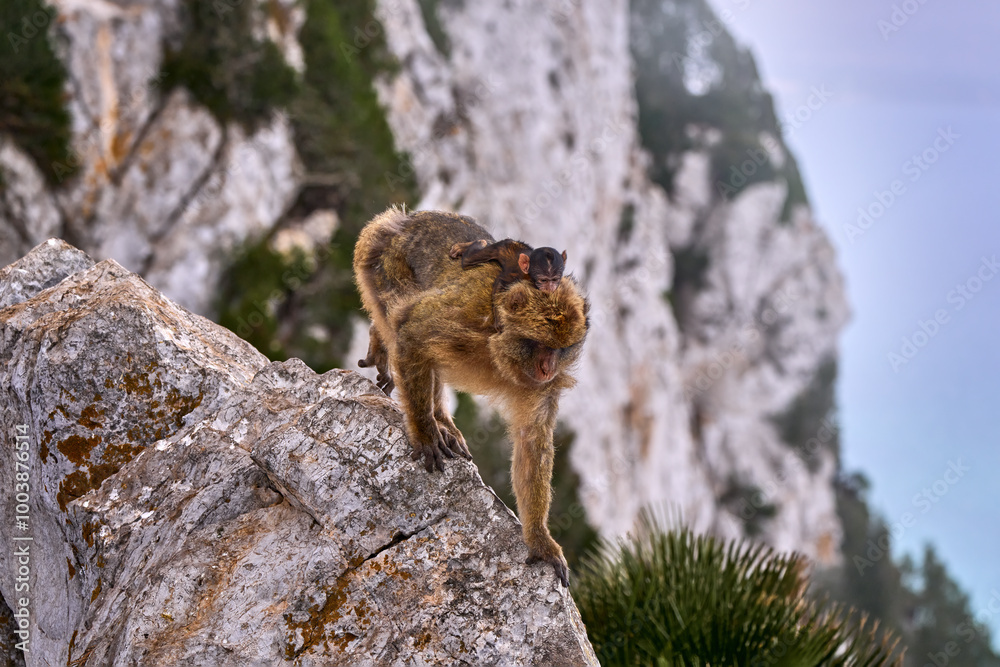 Barbary macaque, Macaca sylvanus, wild monkey in Gibraltar. The only one monkey species on the European continent. Urban wildlife on the top of Rock og Gibraltar. Animal in the nature. Barbary macaque, Macaca sylvanus, wild monkey in Gibraltar. The only one monkey species on the European continent. Urban wildlife on the top of Rock og Gibraltar. Animal in the nature.