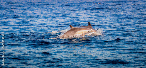 Dolphins swimming in the ocean photo