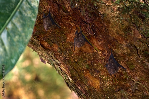 Proboscis bat, Rhynchonycteris naso, on the tree trunk in the tropic forest, Braulio Carrillo Np in Costa Rica. Animal in the jungle. Nature wildlife. Close-up detail of bat.