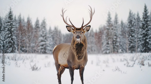 Majestic stag stands proudly in snow-covered forest during winter stillness