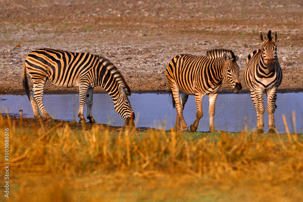 Obraz premium Zebra drinking water from waterhole. Burchell's zebra, Equus quagga burchellii, Etosha NP, Namibia, Africa. Wild animal near the lake, hot day, dry season. Wildlife nature on African safari.