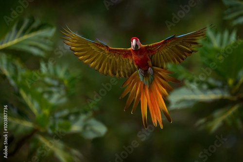 Fototapeta Naklejka Na Ścianę i Meble -  Hybrid parrot in the jungle forest. Rare form Ara macao x Ara ambigua, scarlet and green macaw form, Costa Rica. Wildlife scene from tropical nature. Bird in fly, jungle.