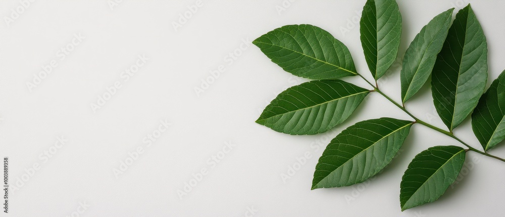 Green Leaves Branch on White Background  Minimalist Nature Photography