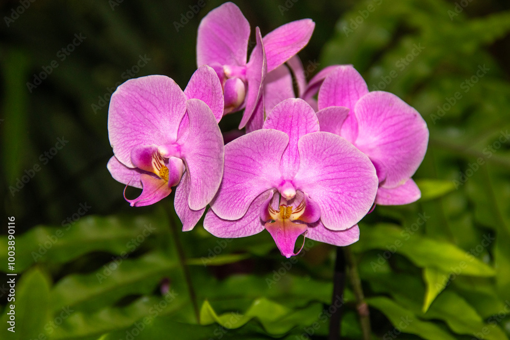Gros plan de fleurs d'orchidées roses, vue de face Gros plan de fleurs d'orchidées roses, vue de face