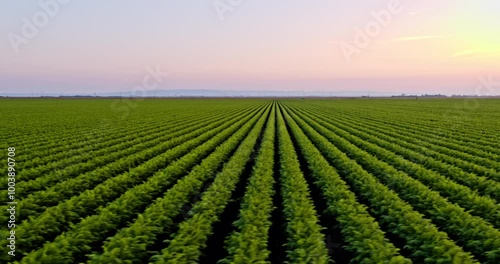 Drone aerial shot of green agricultural carrot field farm at sunset