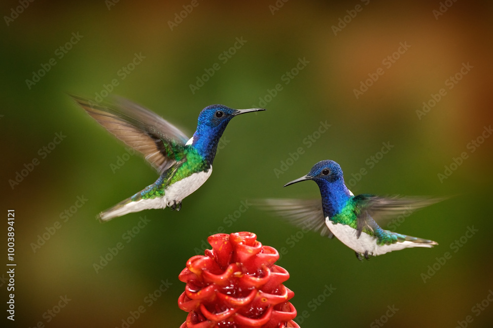 Naklejka premium Tropic wildlife in Costa Rica. Hummingbird White-necked Jacobin, Florisuga mellivora, flying next to beautiful red flower heliconia with green forest in background. Blue head white green bird.