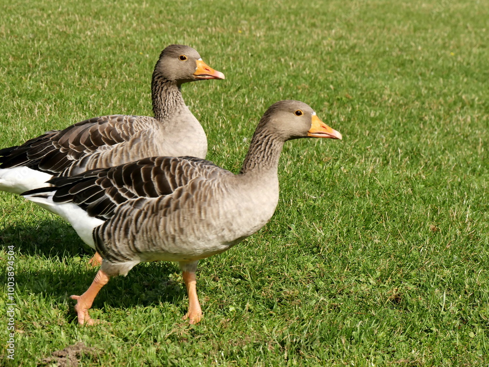 Two greylag geese, anser anser, european waterfowls having a promenade on green lawn in public park in france Two greylag geese, anser anser, european waterfowls having a promenade on green lawn in public park in france