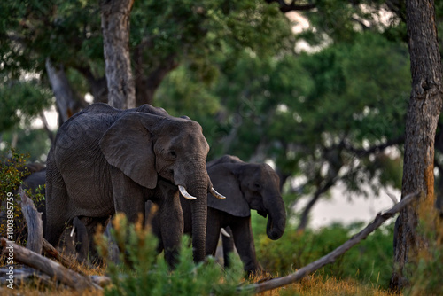 Elephant feeding tree branch. Khwai river forest with elephants, Botswana. Elephant in Africa. Big animal in the old forest. evening light, sun set. Magic wildlife scene in. Dark day in nature.