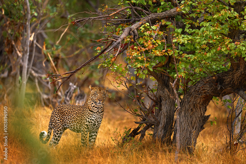 Leopard sunset, walk. Leopard, Panthera pardus shortidgei, nature habitat, big wild cat in the nature habitat, sunny day on the savannah, Namibia. Wildlife nature. Africa wildlife. photo