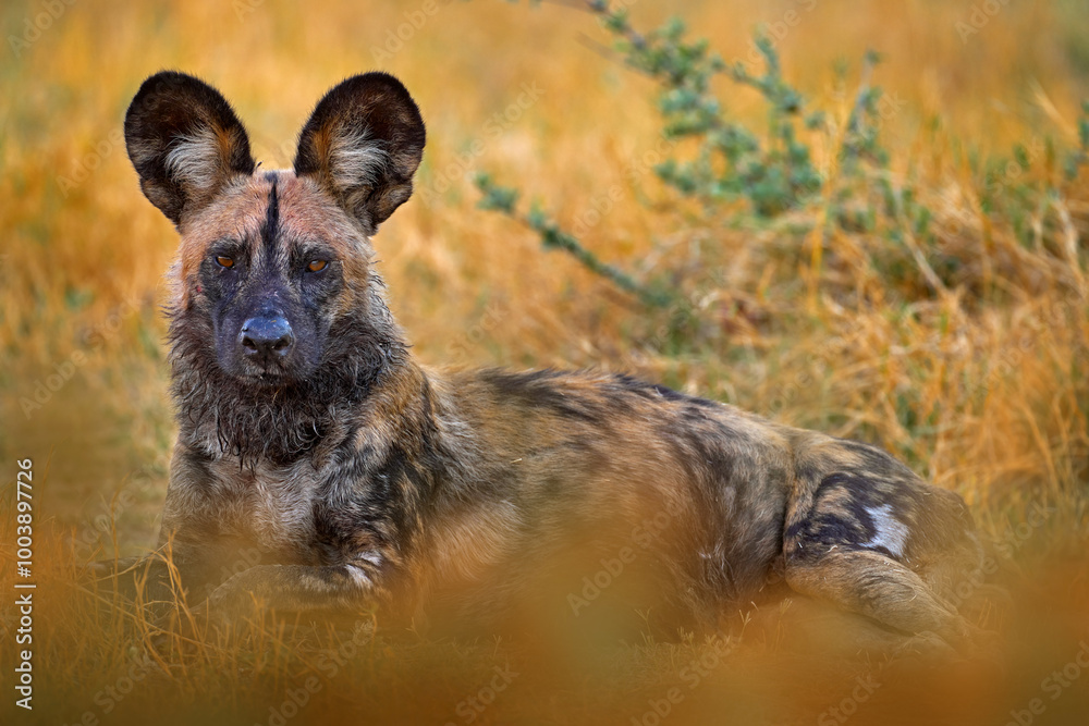 African Wild Dog Lycaon Pictus Detail Portrait Open Muzzle Mana african-wild-dog-lycaon-pictus-detail-portrait-open-muzzle-mana