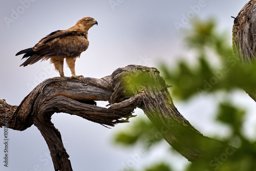 Yellow-billed, Milvus migrans ssp. parasitus, bird of prey in the nest. Dry foresr trees with bird nest, Khwai River in Moremi, Botswana in Africa. photo