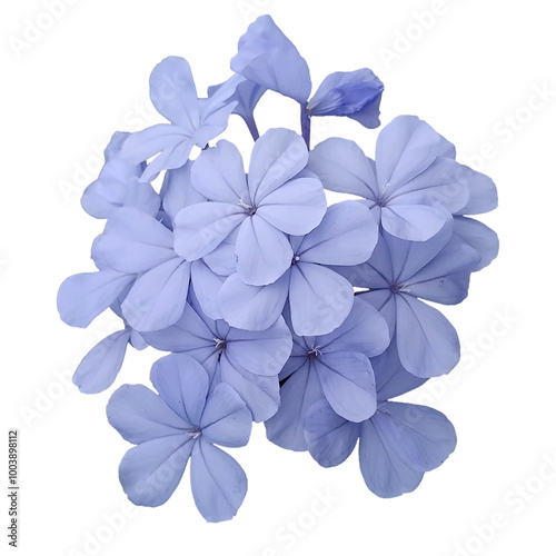 Plumbago auriculata on transparent blackground.