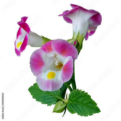 torenia flower on transparant background. photo